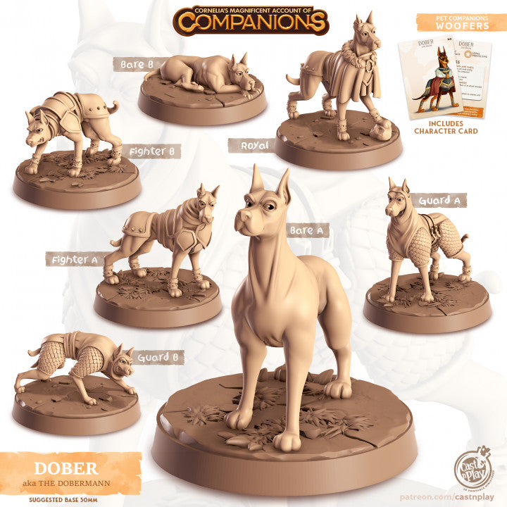 Compagnon chien Dobermann