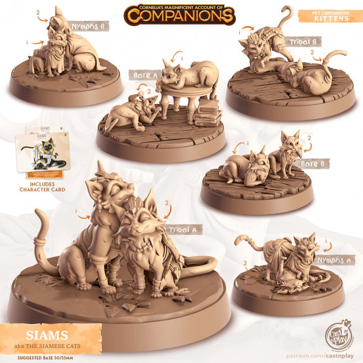 Compagnon chat siamois