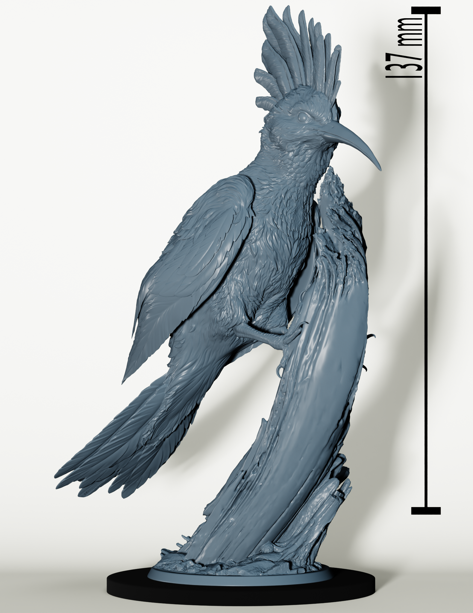 Huppe Géante et Cavalier Rongeur