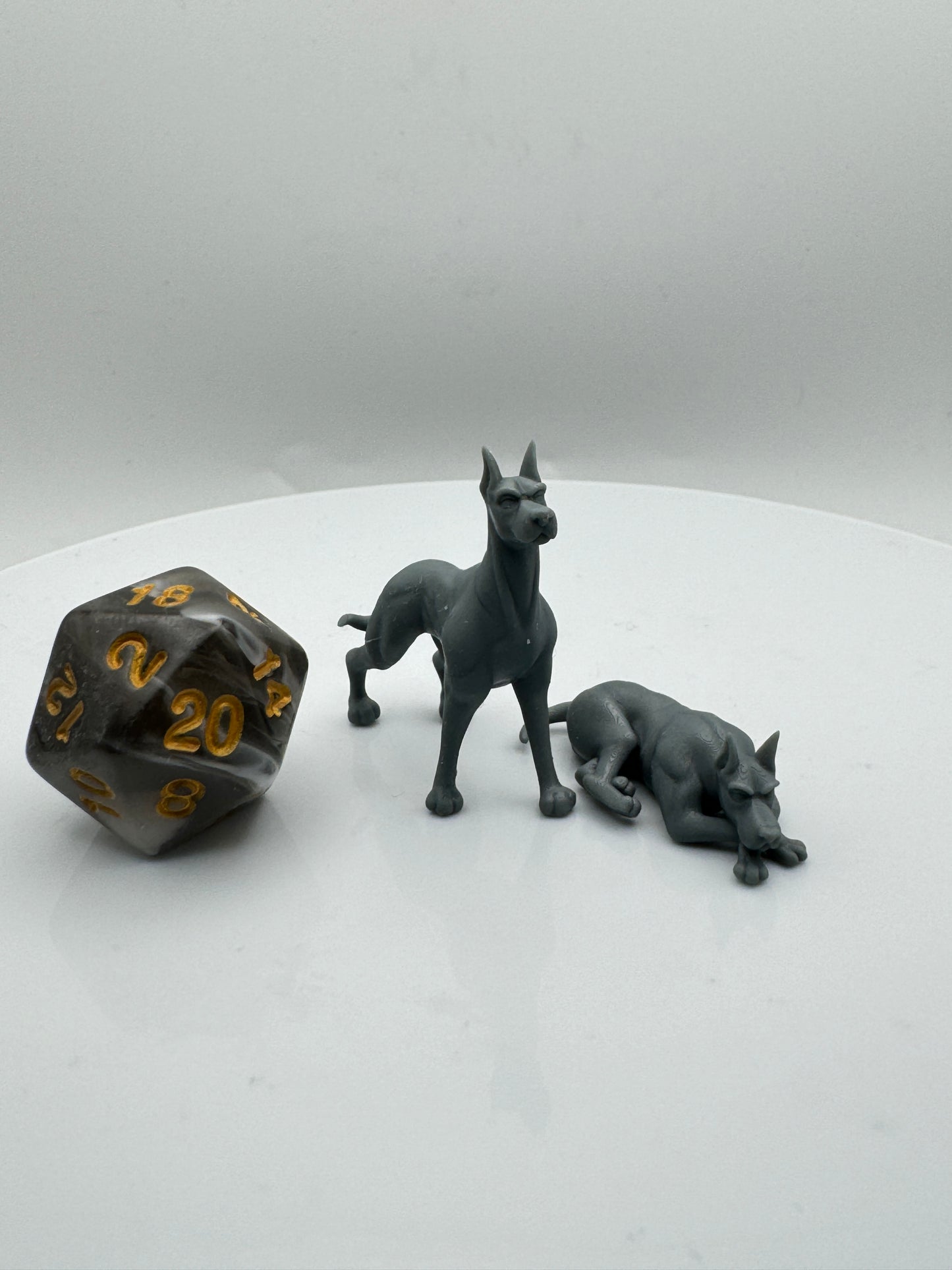 Compagnon chien Dobermann