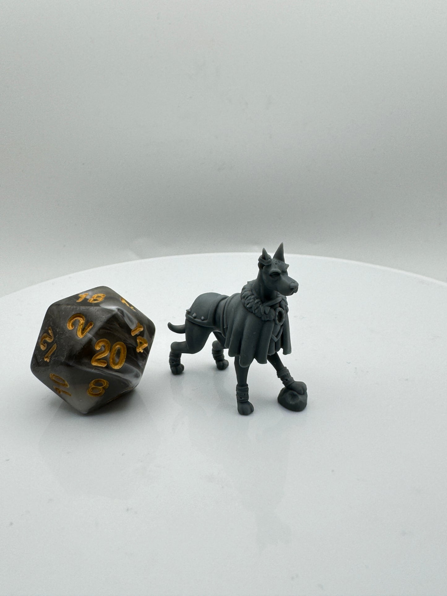 Compagnon chien Dobermann