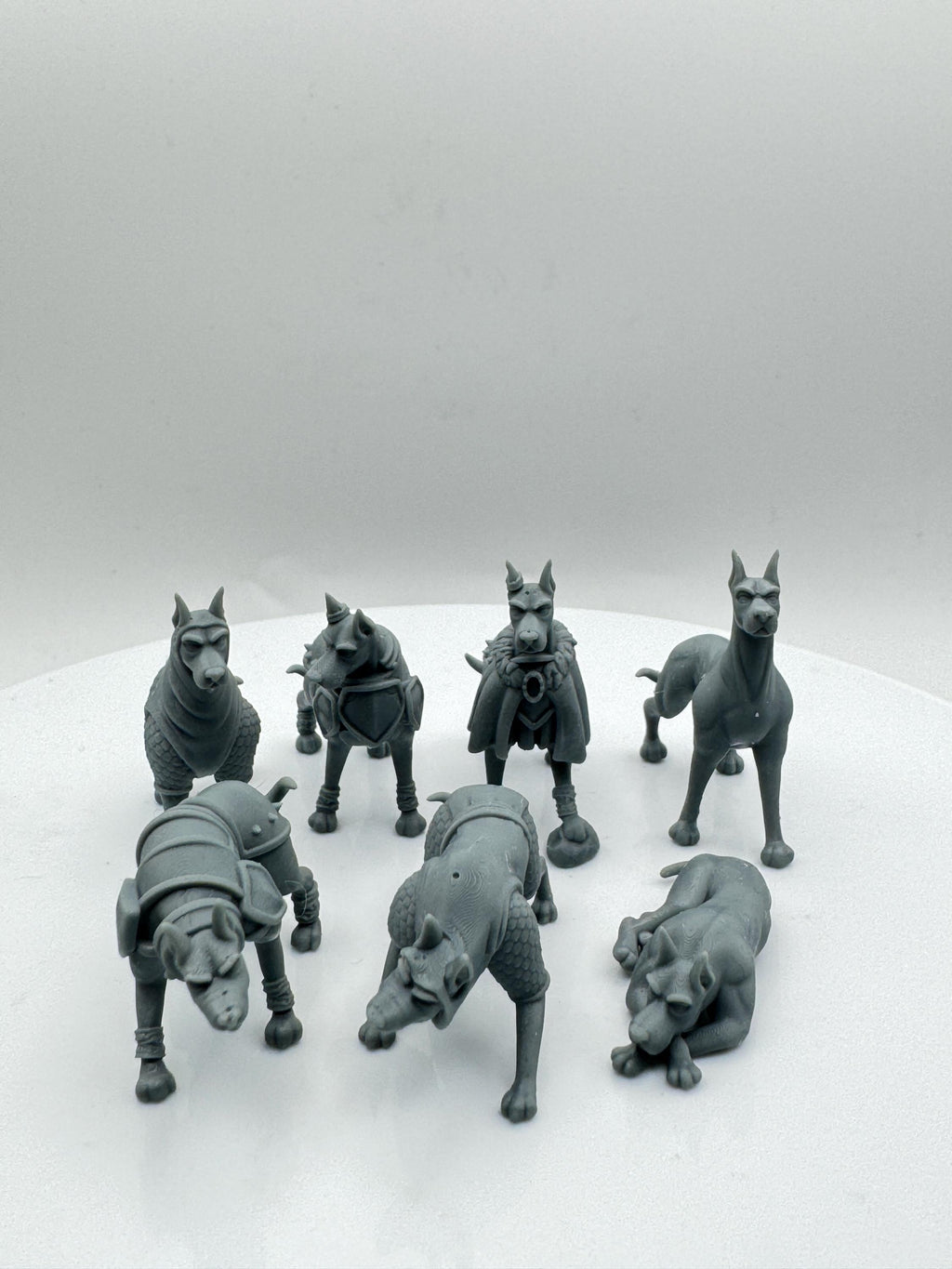 Compagnon chien Dobermann