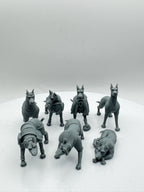 Compagnon chien Dobermann
