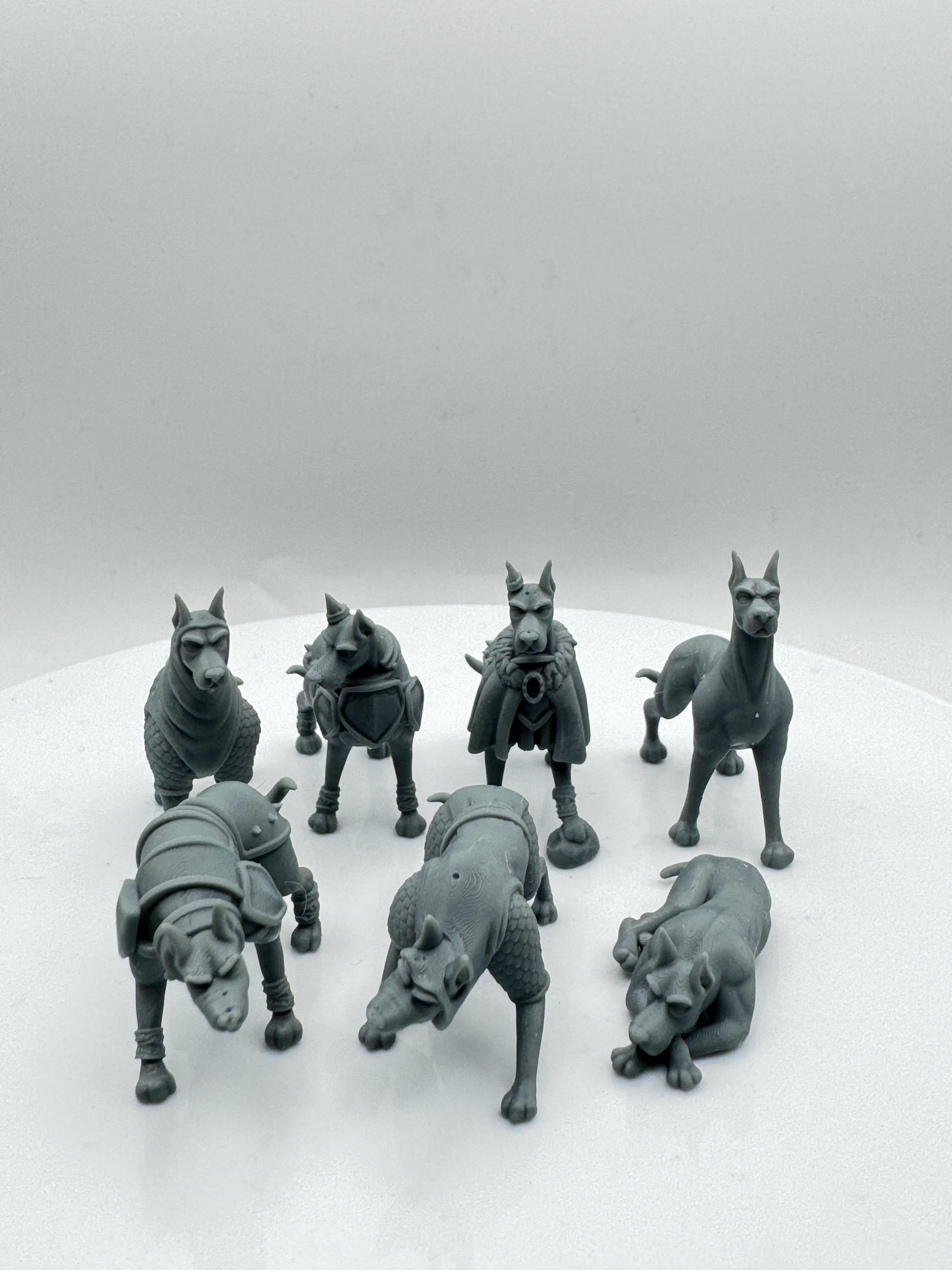 Compagnon chien Dobermann